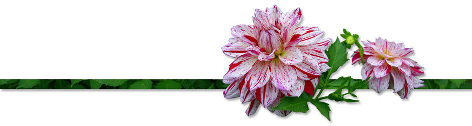 Dahlienarrangement