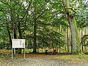 Barther Wundereiche 2021