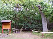 Wundereiche Barth (2005)