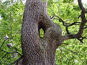 Wundereiche Barth (2005)