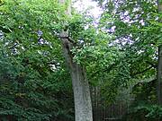 Wundereiche Barth (2005)