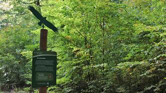 Interaktiver Lehrpfad - Erlebnispfad Trebeltal - Station Schreiadler