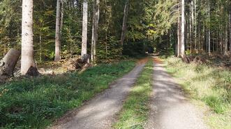 Interaktiver Lehrpfad - Erlebnispfad Trebeltal - Waldweg