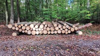 Holzlagerung im Wald