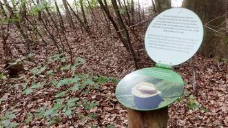 Interaktiver Lehrpfad - Erlebnispfad Trebeltal - Buchenlabyrinth