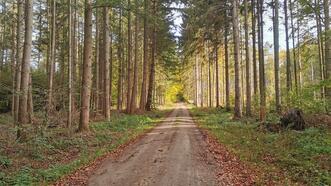 Interaktiver Lehrpfad - Erlebnispfad Trebeltal - Waldweg