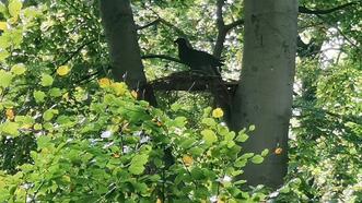 Interaktiver Lehrpfad - Erlebnispfad Trebeltal - künstlicher Schreiadlerhorst