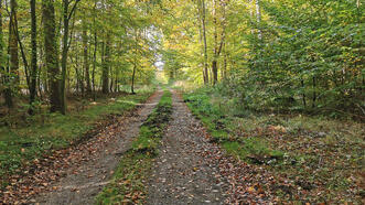 Interaktiver Lehrpfad - Erlebnispfad Trebeltal, Waldweg