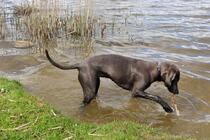 Eixener See - am Hundestrand