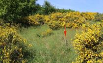 Naturlehrpfad Hellberge Franzburg - Holzpflock