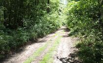 Naturlehrpfad Hellberge Franzburg – Waldweg