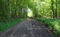 Naturlehrpfad Hellberge Franzburg – Waldweg