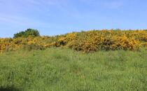Naturlehrpfad Hellberge Franzburg – Ginster