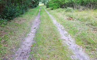 bewachsener Waldweg - Tierrätsel-Pfad
