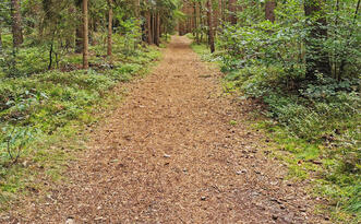 Waldweg Pfad des Waldauges