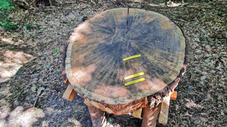 Naturlehrpfad Fuhlendorf - Station 1 - Baumscheibe / Baumringe