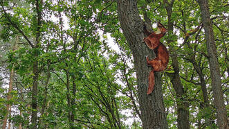 Pfad des Waldauges - Marder