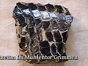 Museum Im Mühlentor Grimmen - Schuppenfragment Lepidotus / Lias