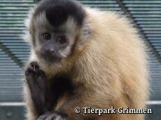 Tierpark Grimmen - Kapuzineräffchen