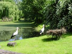 Tierpark Grimmen - Weißstörche