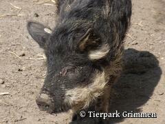 Tierpark Grimmen - Wollschwein
