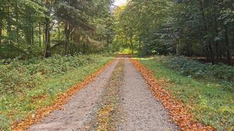 Lehrpfad Wanderweg Buchenhorst - Waldweg