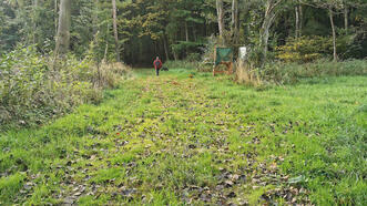 Lehrpfad Wanderweg Buchenhorst - Waldweg