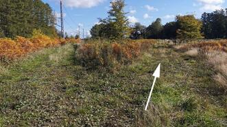 Lehrpfad Wanderweg Buchenhorst - Weggabelung