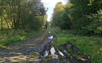 Lehrpfad Wanderweg Buchenhorst - Weg