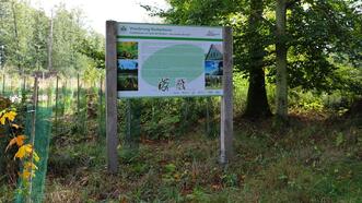 Lehrpfad Wanderweg Buchenhorst - Infotafel Nadelbäume im Land der Buchen - Was suchen die hier?
