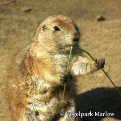 Vogelpark Marlow - Präriehund