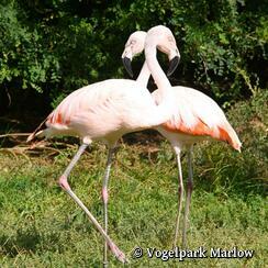 Vogelpark Marlow - Chileflamingos