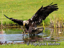 Vogelpark Marlow - Weißkopfseeadler