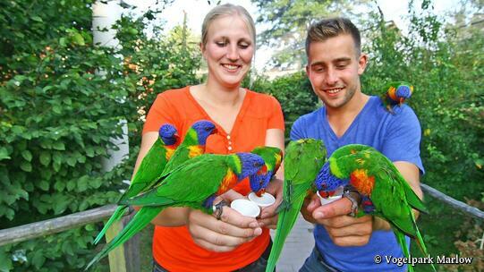 Vogelpark Marlow - Loris fuettern