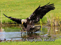 Vogelpark Marlow