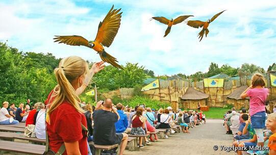 Vogelpark Marlow - Anflug der Gelbbrustaras in der Tiershow Papagei Pelikan & Co