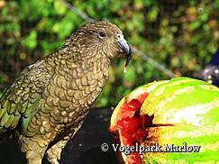 Vogelpark Marlow - Kea