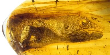 Deutsches Bernsteinmuseum Ribnitz - Incluse - Eidechse