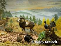 Präparate der einheimischen Tierwelt