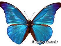 Die wunderbare Welt von Schmetterlingen in präparierter Form.