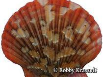 Muscheln und Schnecken