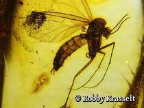 tierische und pflanzliche Einschlüsse im Bernstein