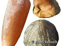 natur-schatzkammer-neuheide-fossilien