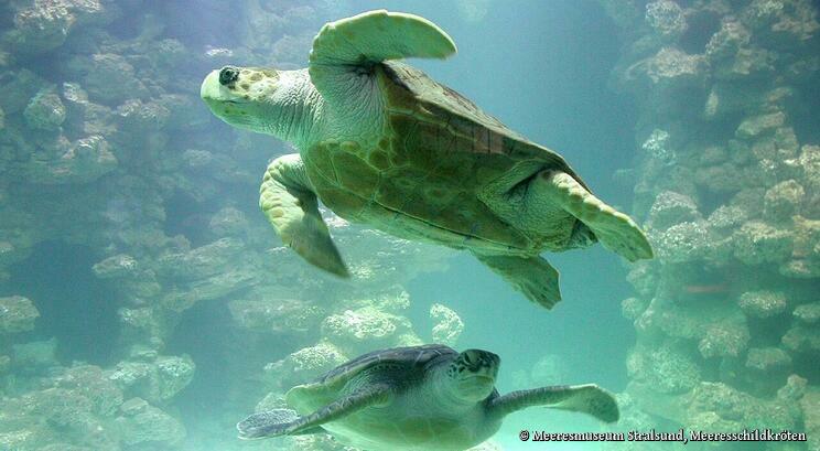 Meeresmuseum Stralsund - Meeresschildkröten