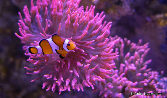 Meeresmuseum Stralsund - Clown-Anemonenfisch