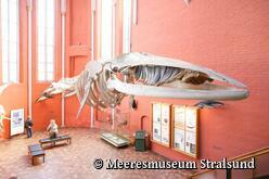 Meeresmuseum Stralsund - Finnwal