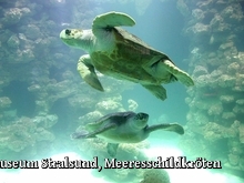 Meeresmuseum