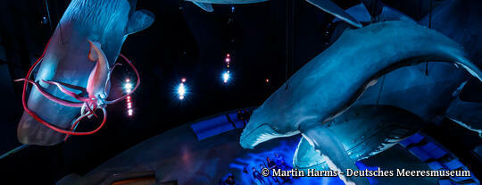OZEANEUM Stralsund - Riesen der Meere - Deutsches Meeresmuseum