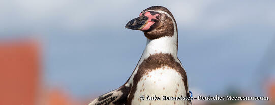 OZEANEUM Stralsund - Pinguin Alexandra - Deutsches Meeresmuseum