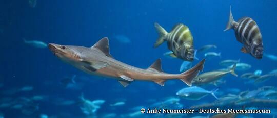 Ozeaneum Stralsund - Glatthai im Aquarium